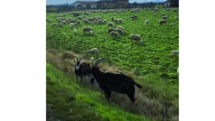 Che bello il gregge che pascola sulla Salsediana