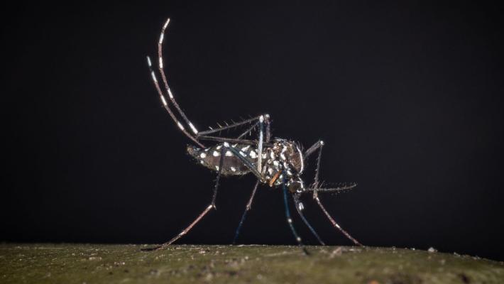 West Nile, al 23 luglio 32 casi di cui 21 in provincia di Latina
