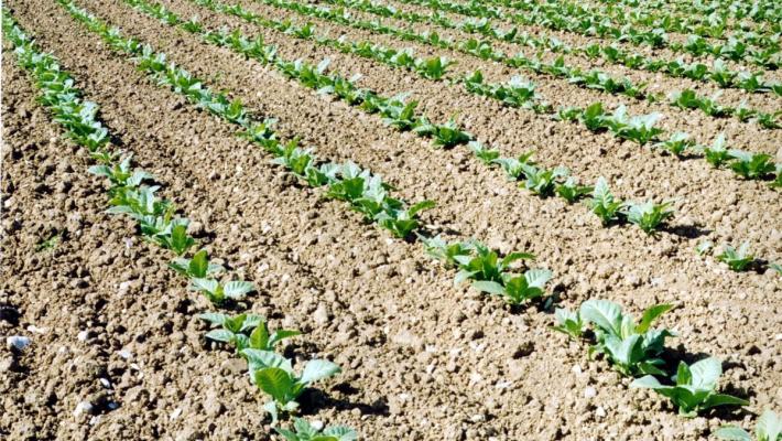 Tabacco, Fit "Anche da OMS rischio duro colpo per il settore"
