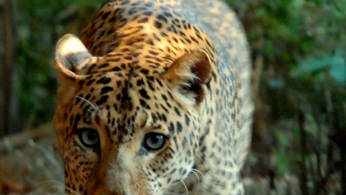 Banca del Fucino entra nella Fondazione Bioparco di Roma