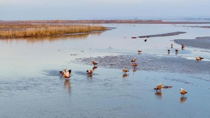 Cina, parco naturale nel Ningxia diventa un paradiso per gli uccelli migratori