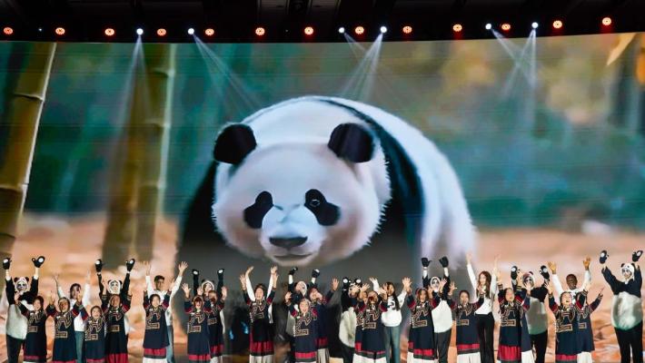 Cina: popolazione di panda giganti in cattività quasi raddoppiata in un decennio