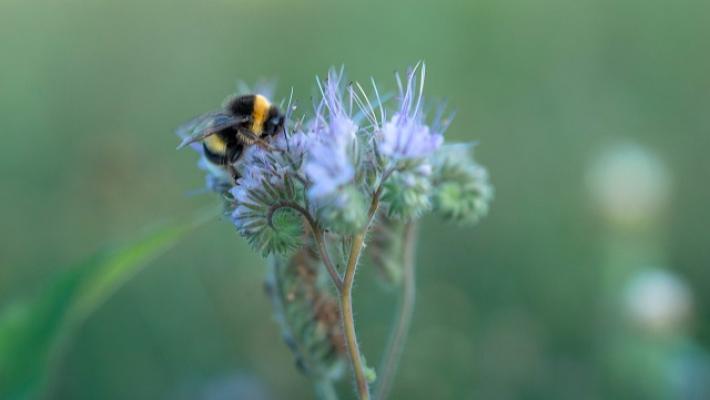 Per celebrare il percorso di Mulino Bianco con la Carta del Mulino a difesa della biodiversità, un rinnovato logo, il ritorno del contest fotografico "I fiori del Mulino" e l'immersiva mostra "The exh