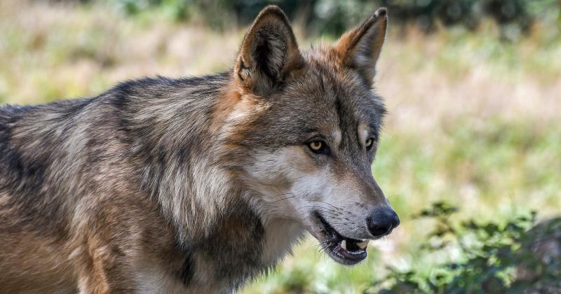 Il lupo - un incontro questa sera in Rocca a Sala Baganza