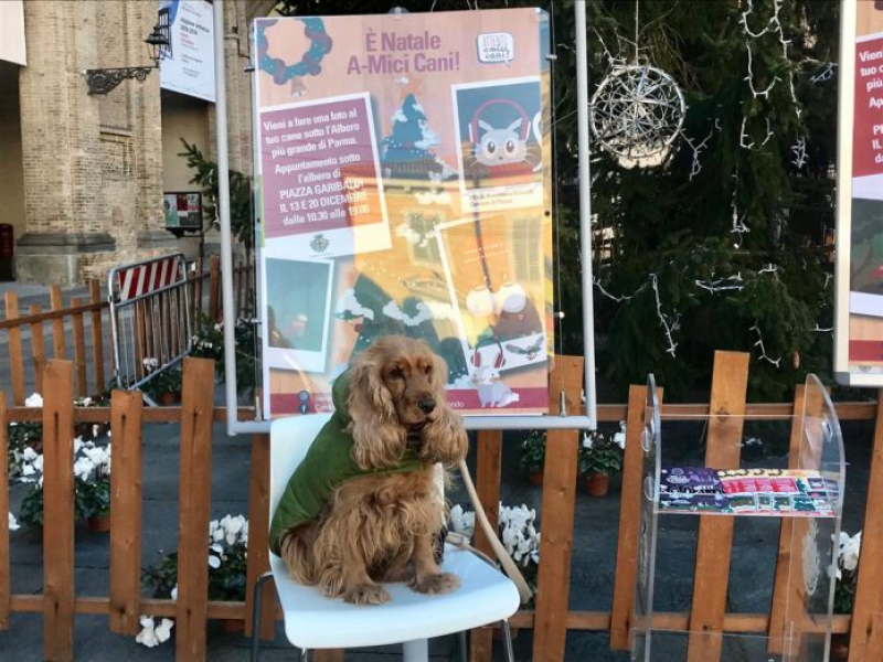 Il Natale degli amici a quattro zampe: foto ricordo sotto l'Albero della Piazza giovedi 22 dicembre dalle 15.30 alle 19