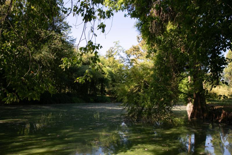  Il Labirinto della Masone presenta "Under the Bamboo Tree",  l&rsquo;annuale appuntamento dedicato al bamb&ugrave;, 12 - 13 ottobre 2024  