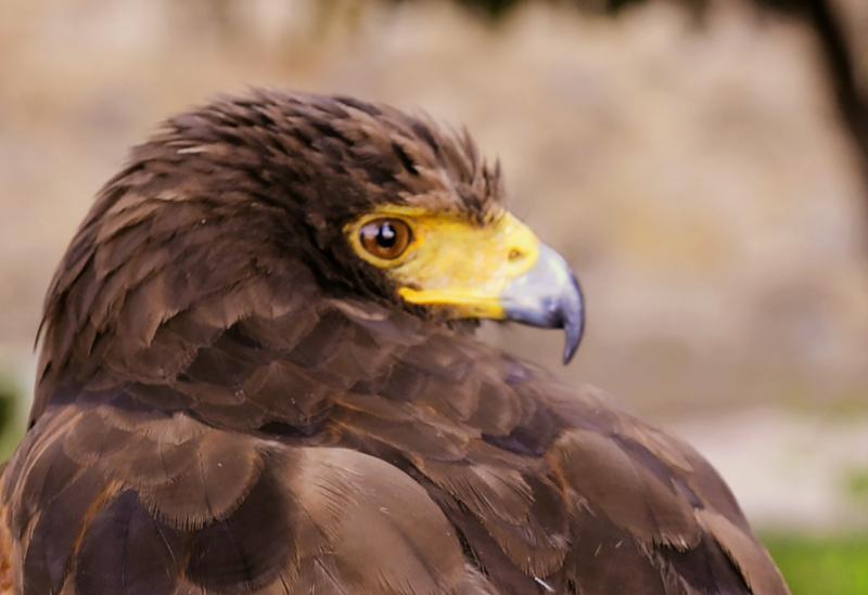 Spettacolo di falconeria al Castello di Tabiano, domenica 17 aprile 2022
