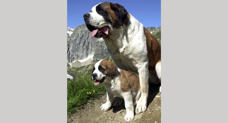 San Bernardo a raduno , la grande festa degli amici a 4 zampe
