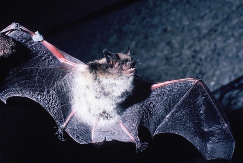 Bat Night: la notte dei pipistrelli