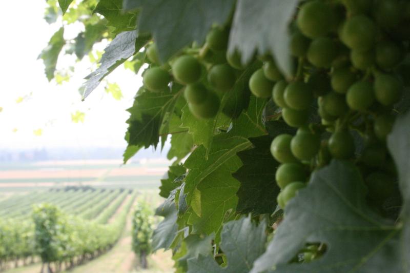 Picnic in vigna con vista Castello di Torrechiara