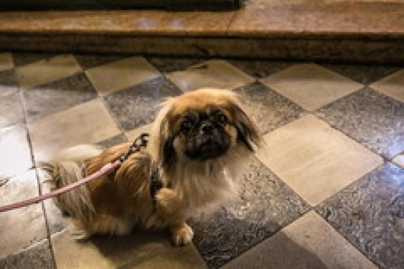 In chiesa con gli animali  e poi tutti a tavola 