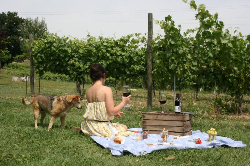 Picnic in vigna con vista Castello di Torrechiara