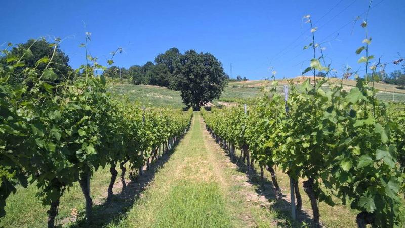 Picnic in vigna ultimo appuntamento