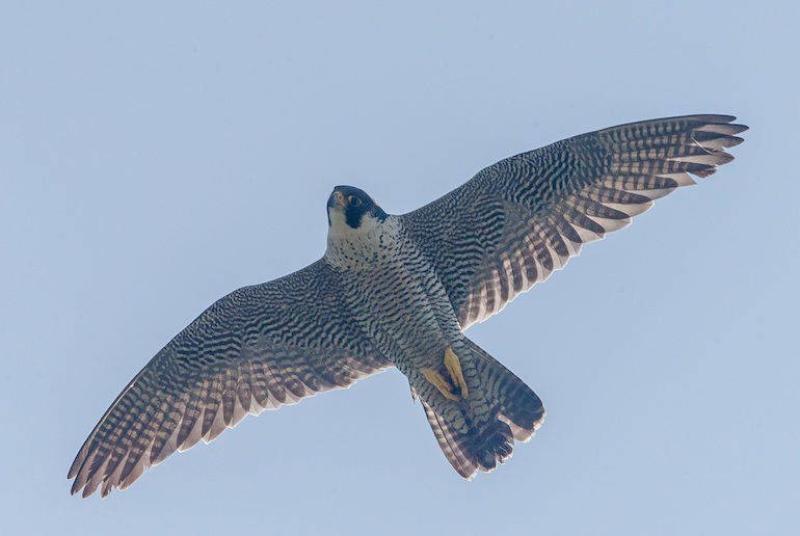 Con il falco pellegrino &laquo;Vola il medioevo&raquo;