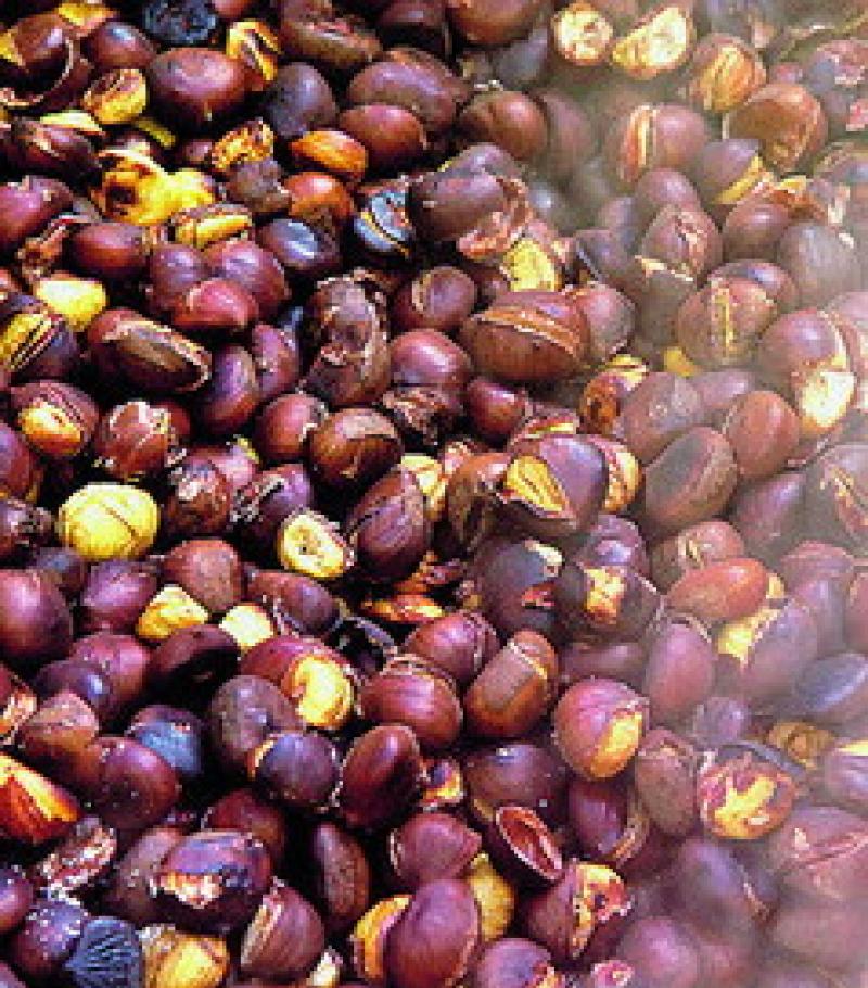 Castagne al top, caldarroste e pattona: festa a Folta 
