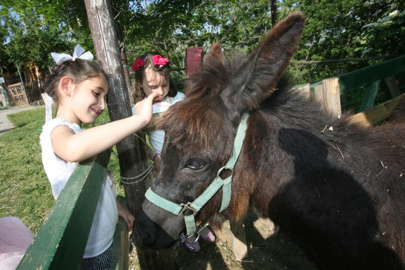 Tutti in fattoria a coltivare le passioni