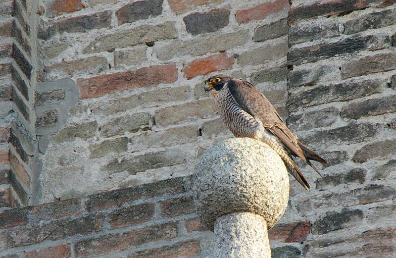 Ada, oggi l'incontro sull'avifauna urbana