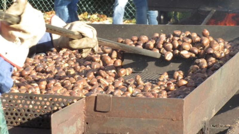 Oggi in programma la castagnata