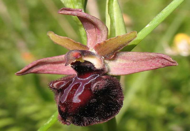 Escursione per ammirare la fioritura di orchidee e iris