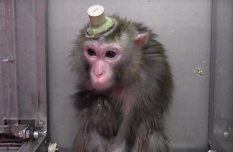 Dibattito della Lav sul &laquo;caso macachi&raquo; 