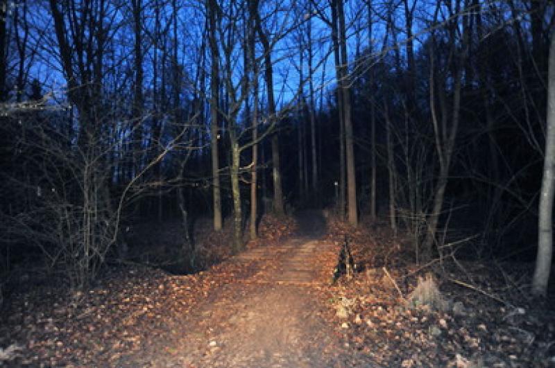 Passeggiata notturna nei Boschi di Carrega