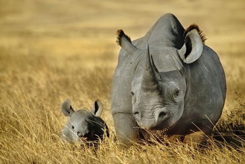 Protezione rinoceronti, incontro con Lindenberg