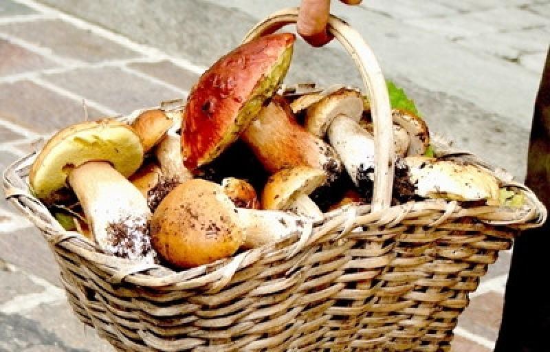 Minicorso (nel bosco) e mostra micologica