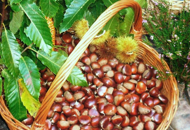 Va in scena la festa della castagna