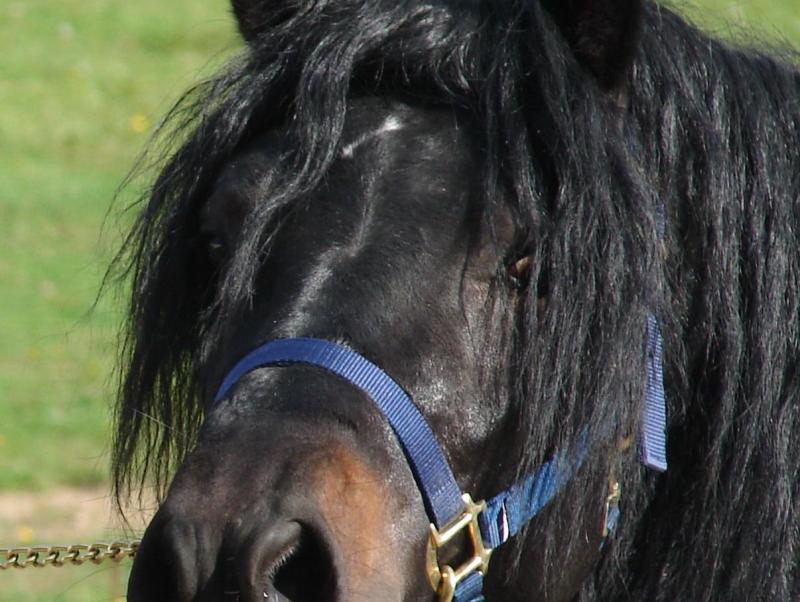 Cavallo bardigiano: eccellenza d'Appennino