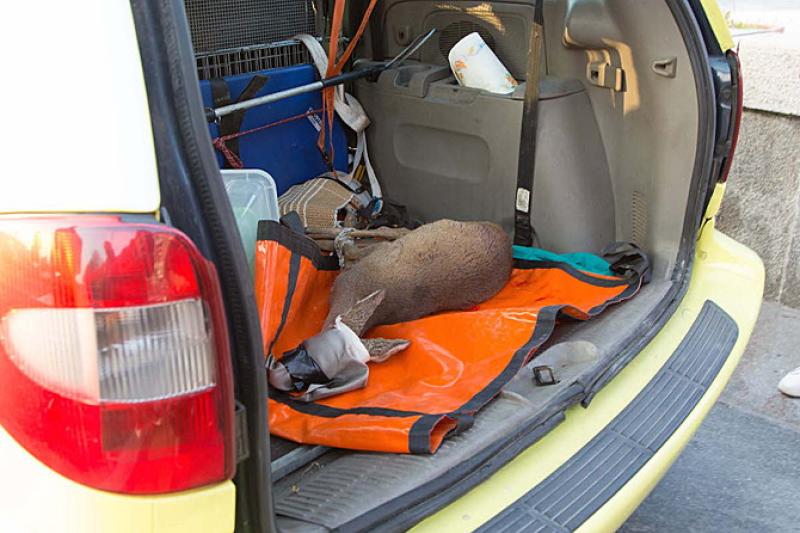 Corso per soccorso e cattura degli animali