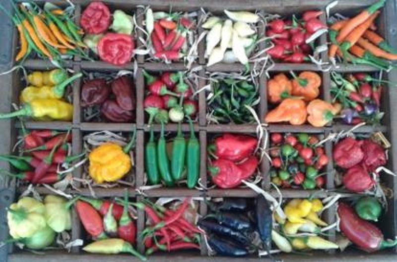 La Festa del Peperoncino