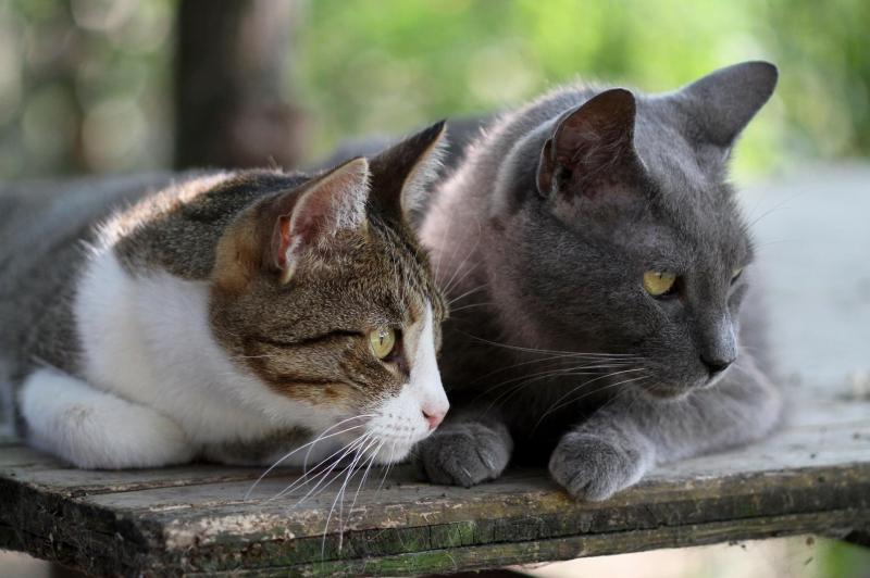 Alla scoperta del gattile comunale