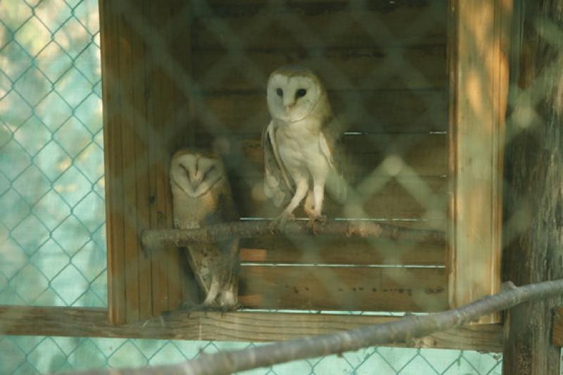 Stirone: inseguendo i rapaci della notte