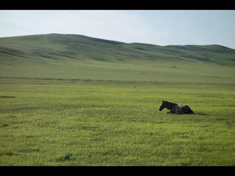 Monte Penna, il raduno dei cavalli