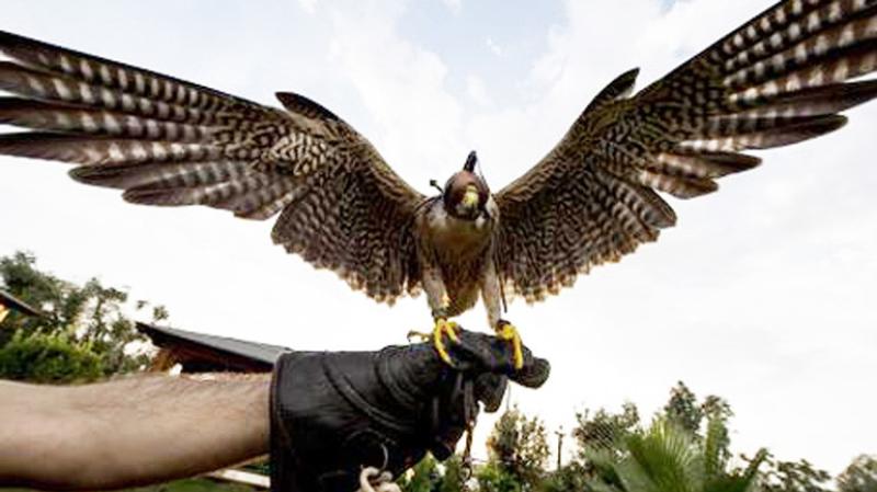 Al castello di Contignaco   &laquo;Vola il medioevo&raquo;