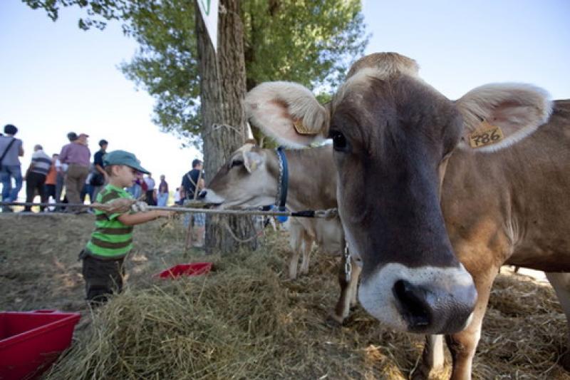 Si inaugura stasera la fiera agricola del Cornazzano