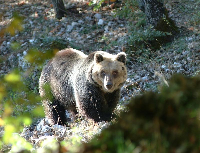Fiaccolata Enpa da piazza Garibaldi