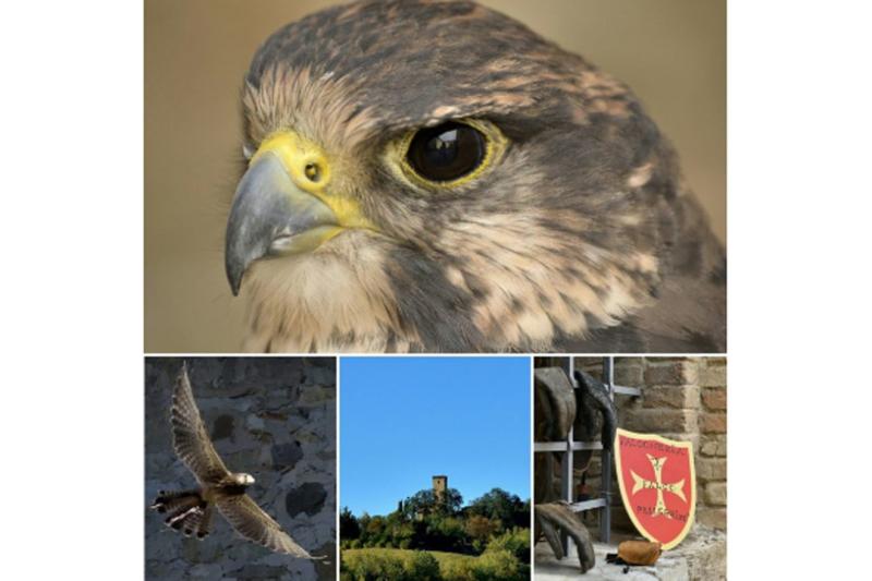 Domenica tra pic-nic e rapaci