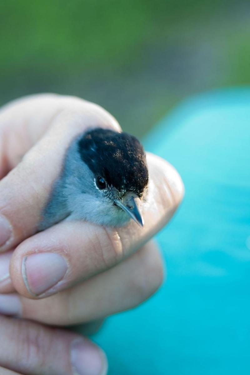 Migratori in movimento