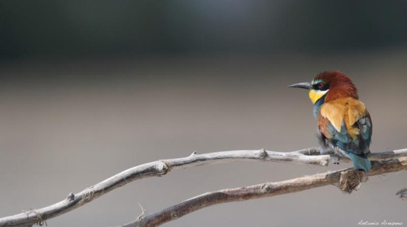 Domenica al Parco con gli inanellatori 