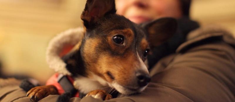 Benedizione  degli animali