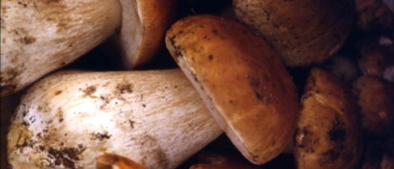 Gi&ugrave; il sipario sulla Fiera del porcino 