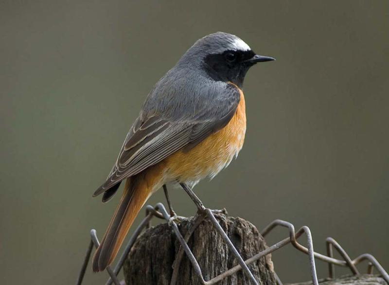 Le migrazioni degli uccelli