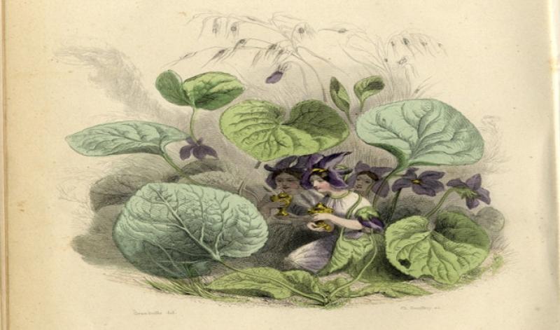 Maria Luigia e la violetta di Parma: visita guidata 