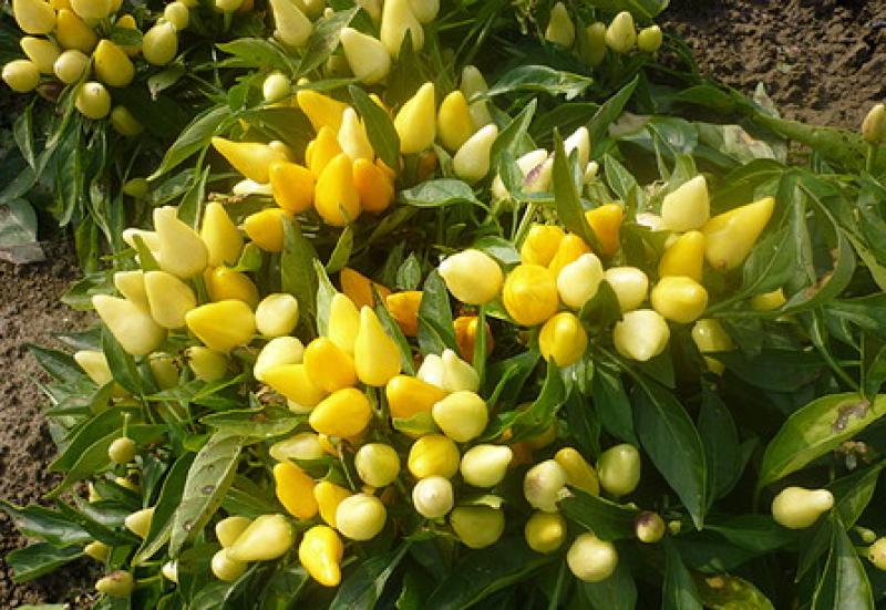 Una domenica nel regno del peperoncino