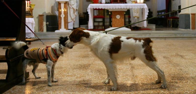 Sant'Antonio, processione a Bargone