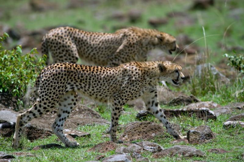 &laquo;Incanto africano&raquo;, safari fotografico nella savana 