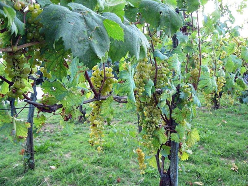 Cin cin con la malvasia