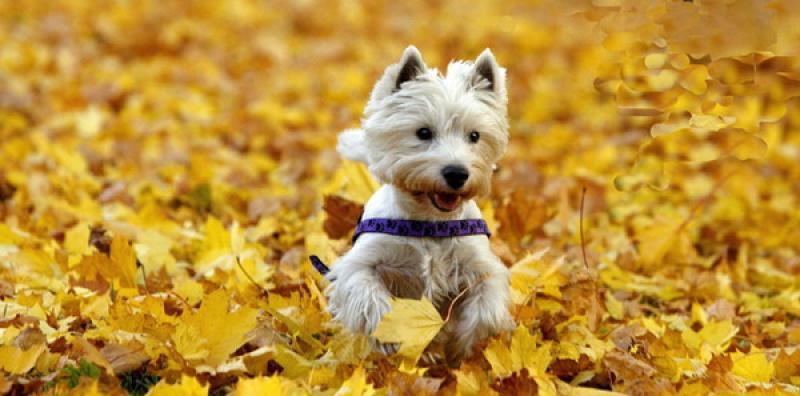 &laquo;Qua la zampa&raquo;: passeggiate sull&rsquo;argine, sfilate e premi
