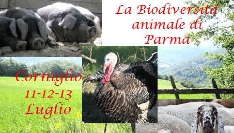 La Biodiversit&agrave; animale di Parma - Pecora Cornigliese, Suino Nero di Parma e Tacchino di Parma e Piacenza